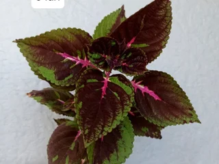 Колеус Coleus
