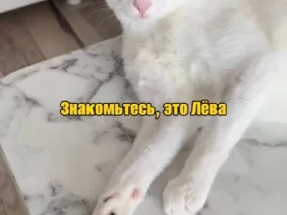 BOG: GE41BG[телефон]