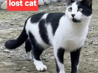 Кошка Мася