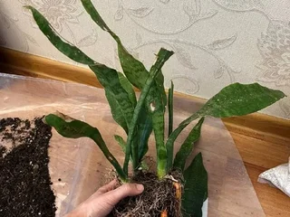 Сансевьерия