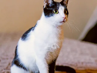 Кошка (Egyptian cat)