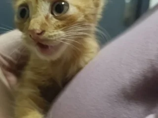 Котёнок