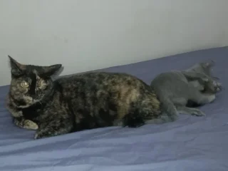 Кошка Куся