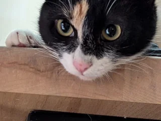 Котка Бяка