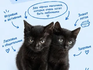 Черный котенок