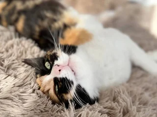 Кошка Элис