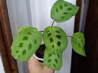 Маранта