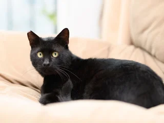 Кот Салем 4 года