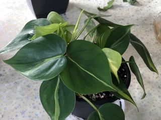 Филодендрон scandens brasil