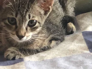 Котенок ищет дом