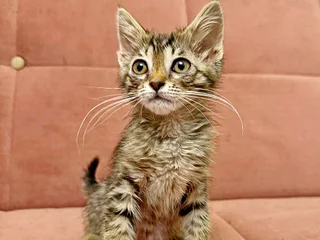 Котёнок (мальчик)