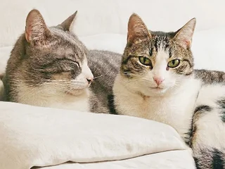 Кот Люси