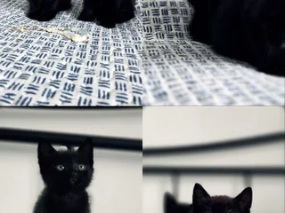 Котята (девочки)