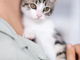 Котёнок Анфиска