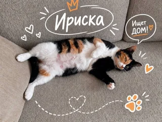 Кошечка Ириска в добрые руки