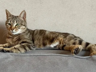 Кошечка Лилу в добрые руки