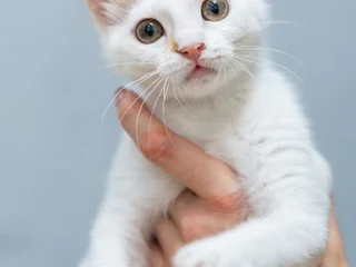 Котёнок Лёля в добрые руки
