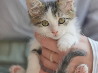 Котёнок Шмат в добрые руки