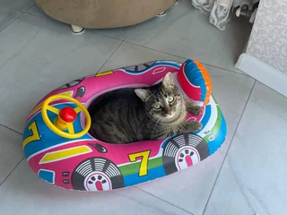 Кошка Кэти в добрые руки