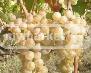 Продукт питания