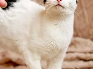 Кошечка Мерилин в добрые руки