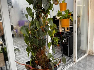 Комнатное растение Филодендрон scandens brasil