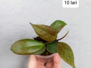 Hoya Obscura