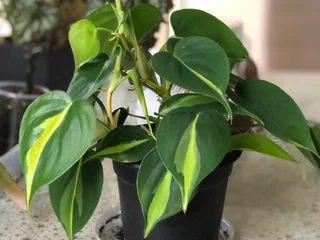Филодендрон scandens brasil