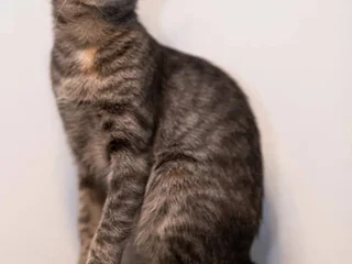Кошка Смоки