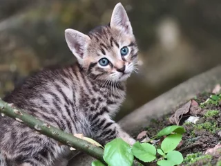 Котенок в добрые руки