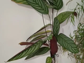 Ктенанте