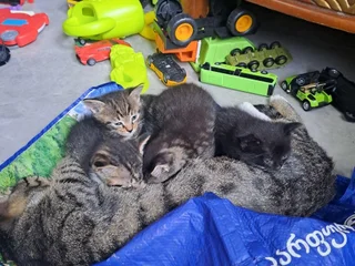 Котята в добрые руки