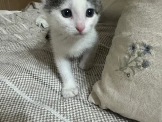 Котёнок Янью