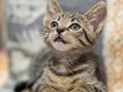 Котёнок Гарри 3 месяца, вакцинирован, чипирован