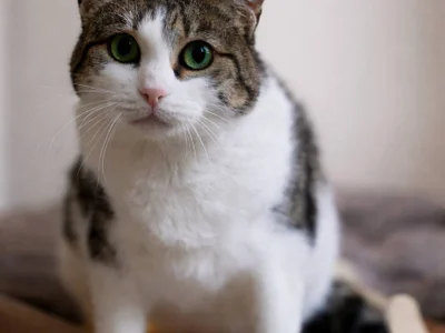 Бубофина ищет дом 💚