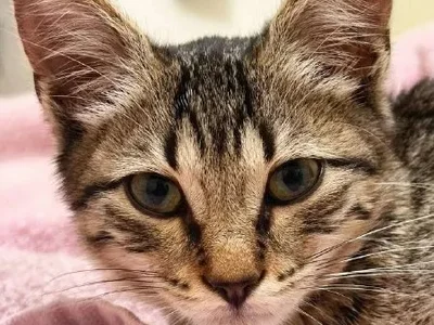 Маленькая котенок-девочка