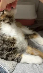 Кошка Флаффи в добрые руки