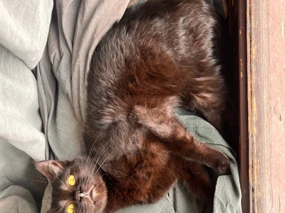 Котята Шоко и Паша в добрые руки
