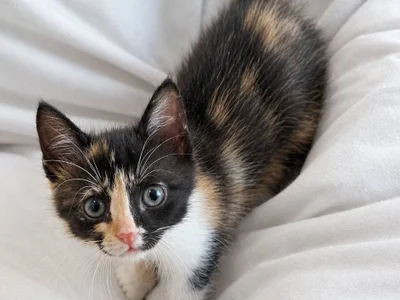 Котенок Соня в добрые руки