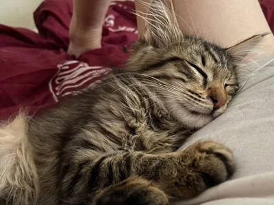 Котенок Чешир
