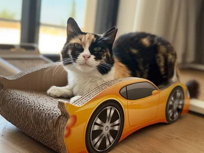 Кошка Элис