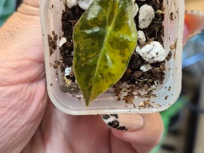 Детка Alocasia Pseudo-Sanderiana Aurea Variegata