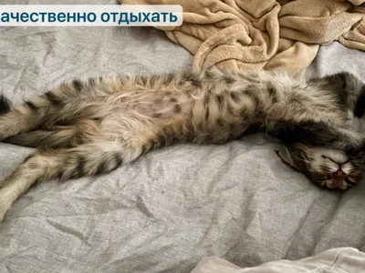 Кот Чешир