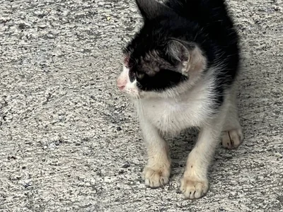 Котенок в добрые руки