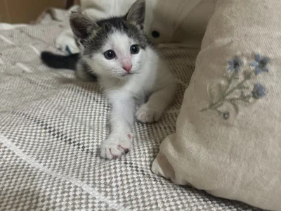 Котенок Янья