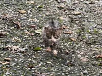 Котёнок