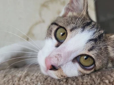 Котенок Космо