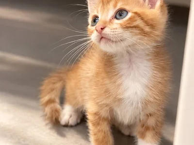 Котёнок Ирис в добрые руки