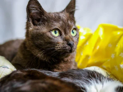 Кошечка Шоко