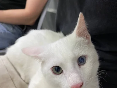 Котёнок Шмупсик